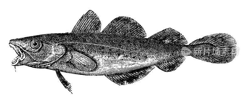 鳕鱼|古董动物插图